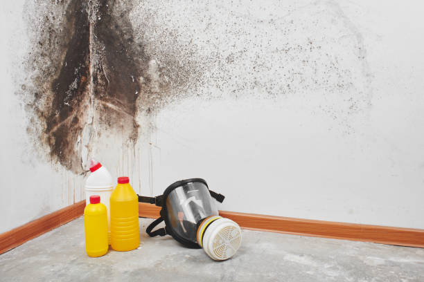 Best Best Mold Removal Companies  in Weaverville, CA