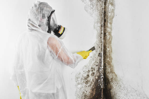 Best Mold Testing  in Weaverville, CA