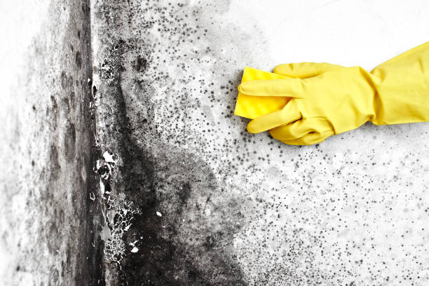 Best Mold Removal Process  in Weaverville, CA