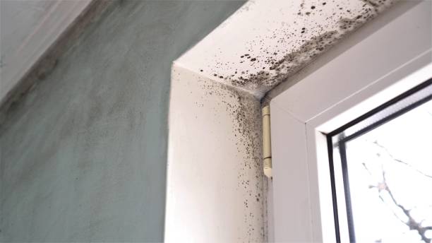 Best Residential Mold Removal  in Weaverville, CA