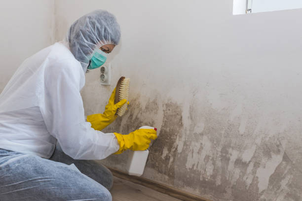 Mold Removal Process in Weaverville, CA