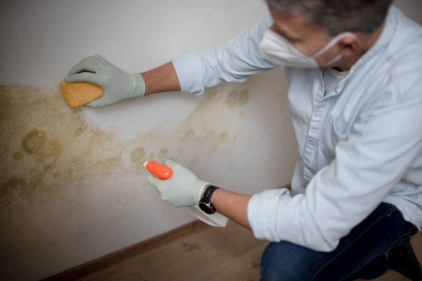 Best Fast Mold Removal  in Weaverville, CA