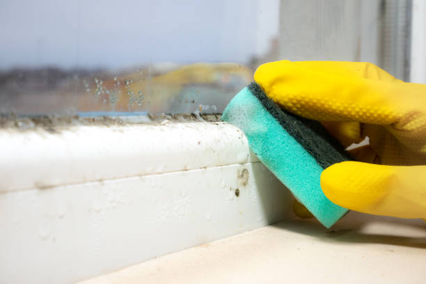 Mold Testing and Removal in Weaverville, CA