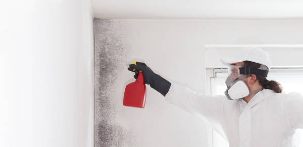 Best Mold Damage Repair  in Weaverville, CA