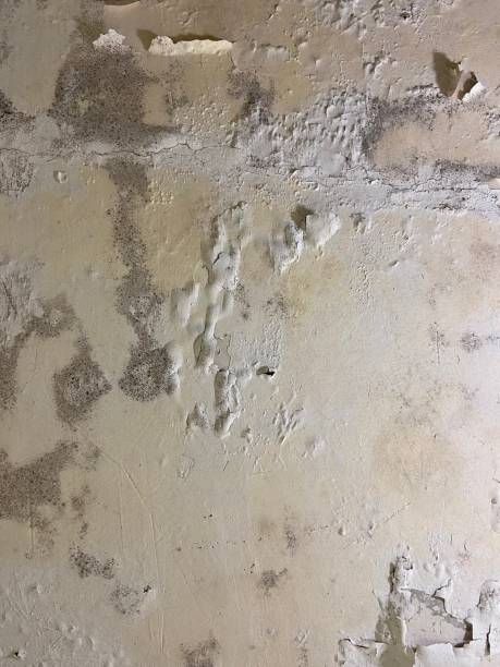 Best Same-Day Mold Removal  in Weaverville, CA