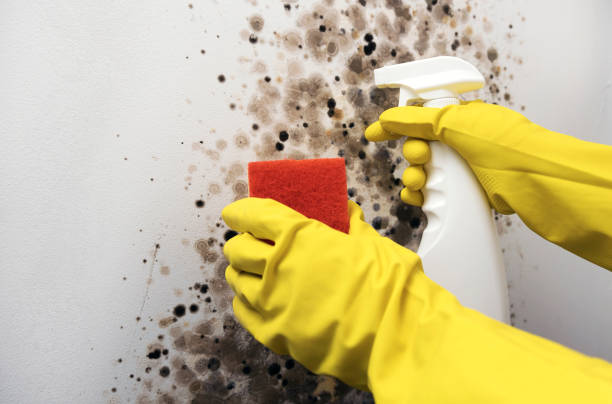 Crawl Space Mold Removal in Weaverville, CA