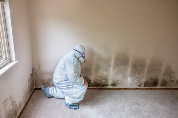 Best Professional Mold Removal  in Weaverville, CA