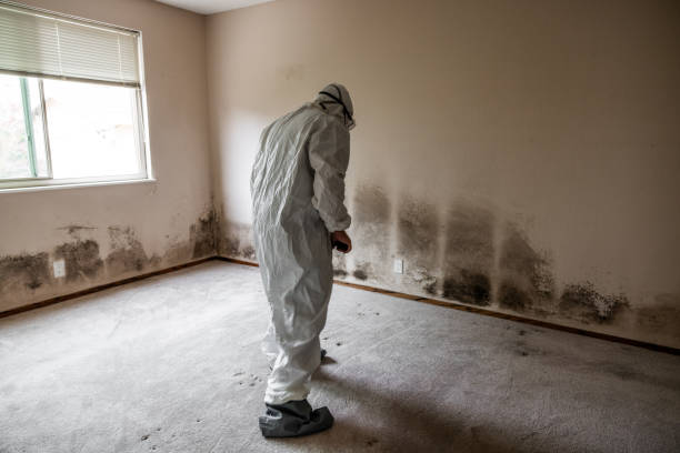 Best Professional Mold Removal  in Weaverville, CA