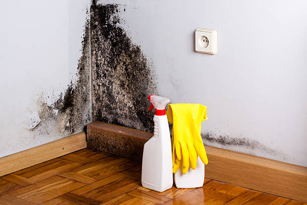 Best Emergency Mold Removal  in Weaverville, CA