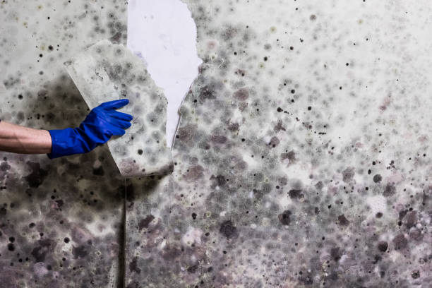 Weaverville, CA Mold Removal Company