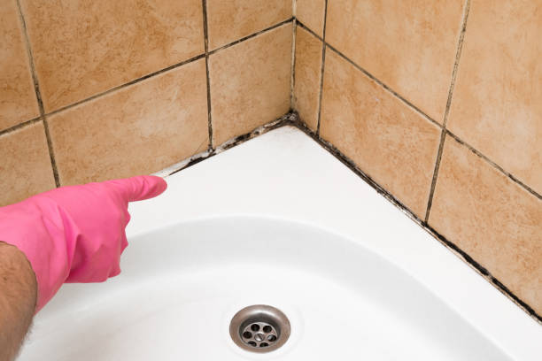 Best Mold Testing and Removal  in Weaverville, CA