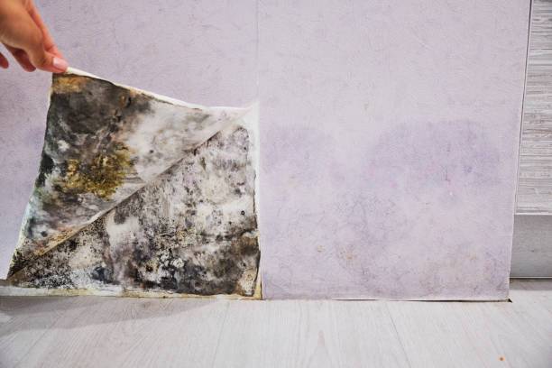 Best Commercial Mold Removal  in Weaverville, CA